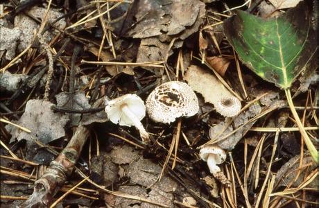 Feinborstiger Schirmling (Lepiota rhodorhiza) - © Helmut Pidlich-Aigner